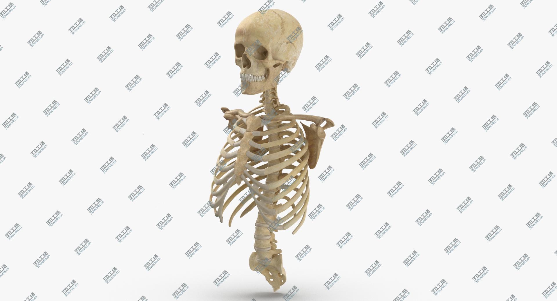 images/goods_img/202104022/Human Rib Cage Spine Female Skull Calvicle and Scapula Bones With Intervertibral Disks Anatomy 01 3D model/5.jpg